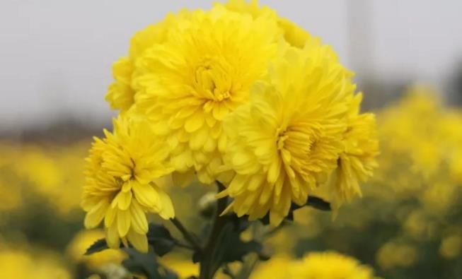 千畝云臺(tái)冰菊盛開，誠(chéng)邀您蒞臨免費(fèi)參觀！