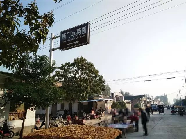 如何找到云臺冰菊？怎樣找到云臺冰菊？