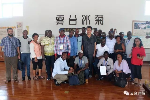 目測這朵菊花要火，國外專家為它頻頻而來······